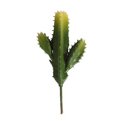 -cactus cierge, 7,3x15cm