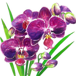20 serviettes Orchidea