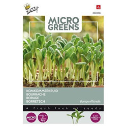 Graines micro greens bourrache